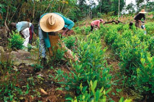 Venezolanos en cultivo de coca. / AFP