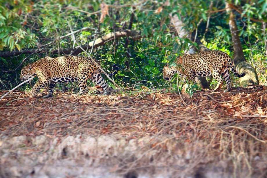 Durante años, se creía que los machos de los jaguares eran animales totalmente solitarios. Por más de una década, un equipo de investigadores los estudió y demostró que son más sociables de lo que se creía. 