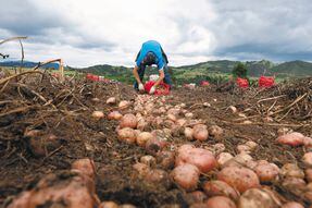 La voz que brota de la tierra: cómo se ve la reforma agraria desde el campo