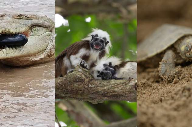 La nueva lista que muestra las especies que están en riesgo de extición en Colombia
