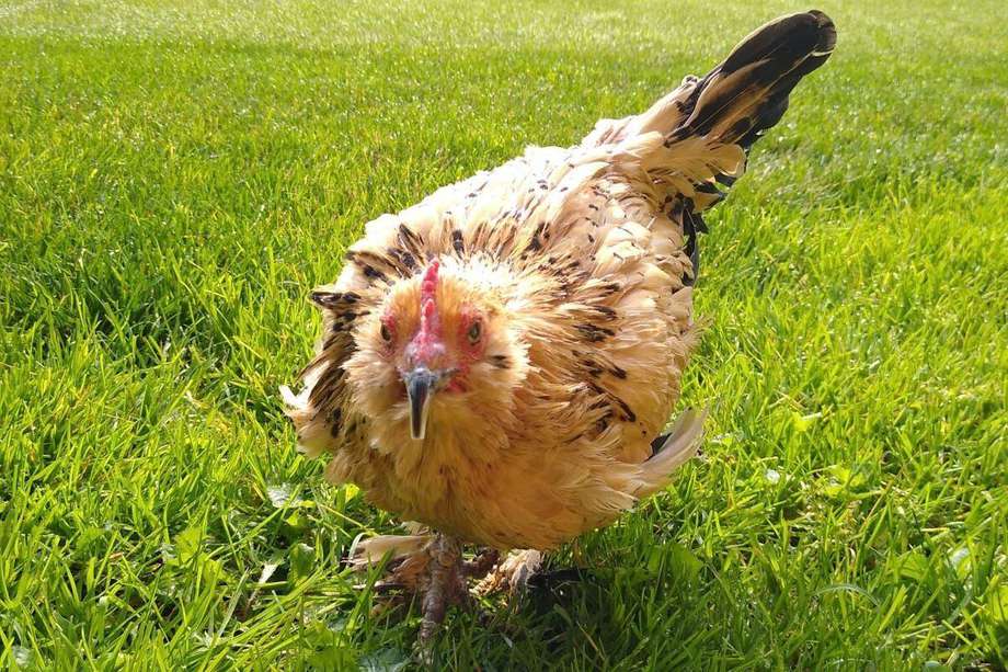 La gallina más longeva del mundo falleció el día de Navidad en su casa ubicada en Michigan, Estados Unidos.
