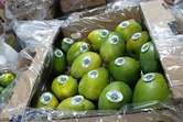 Colombia logra primera exportación de mango hacia Estados Unidos por vía marítima