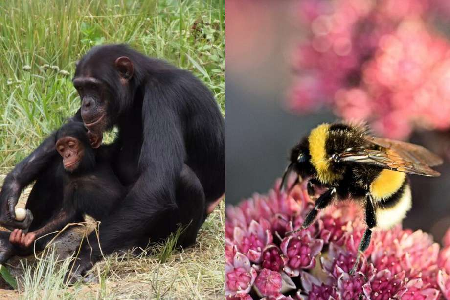 Las investigaciones revelan que los abejorros y los chimpancés también aprenden alguna habilidad viendo a sus pares hacerlo.