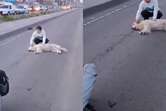 Perro callejero terminó arrollado por motociclista cuando cruzaba la Avenida 68