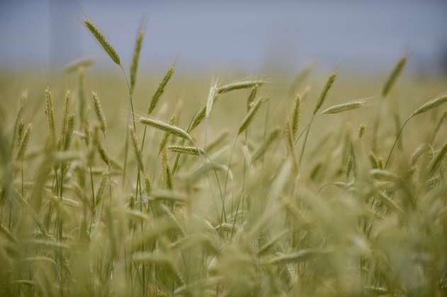Prácticas de agricultura sostenible podrían aumentar el rendimiento de cultivos