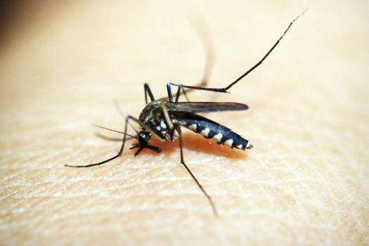 En la investigación se analizaron tres especies de mosquitos representativos por ser vectores de arbovirus que infectan a las personas: el Aedes aegypti, Ae. albopictus y Culex quinquefasciatus.