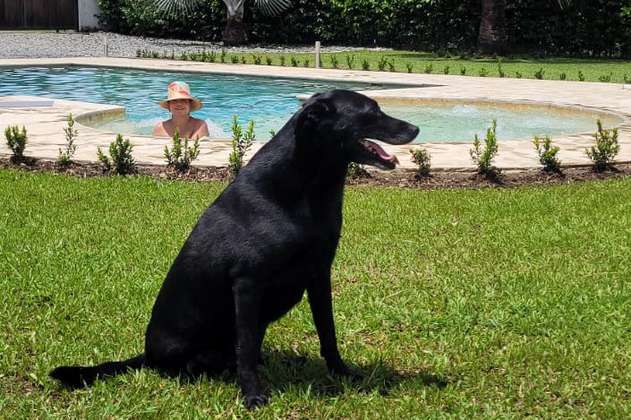 Adoptaron a Jacob, perro que perdió una de sus patas tras ser atropellado en Medellín