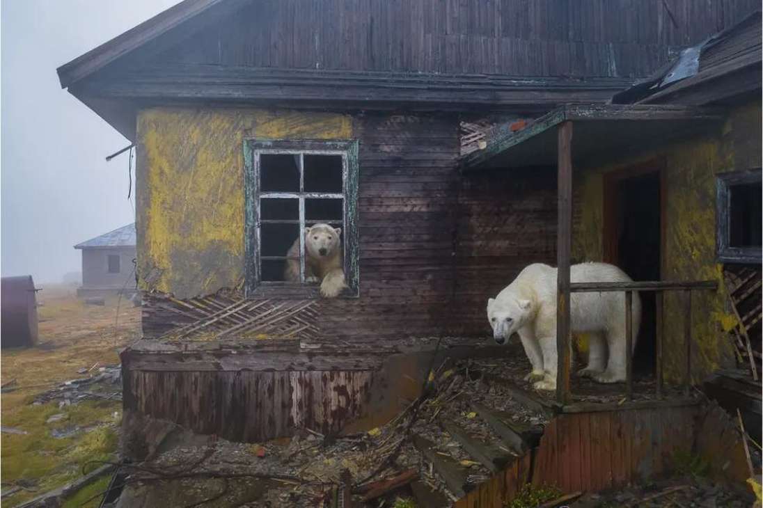 Los osos polares hacen un "hogar" de una estación abandonada en la isla de Kolyuchin, Rusia