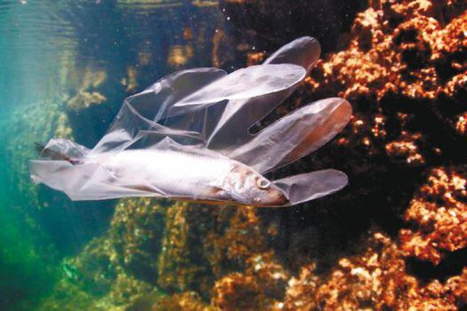 La mayor proporción de plástico se encuentra en las aguas superficiales (95 %).