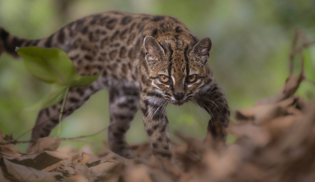 Nueva especie de gato silvestre: Leopardus tilcayo