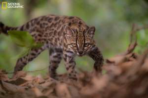 ¡Científicos descubren una nueva especie de gato silvestre! No sucedía hace 100 años