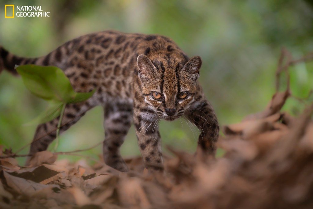 ¡Científicos descubren una nueva especie de gato silvestre! No sucedía hace 100 años