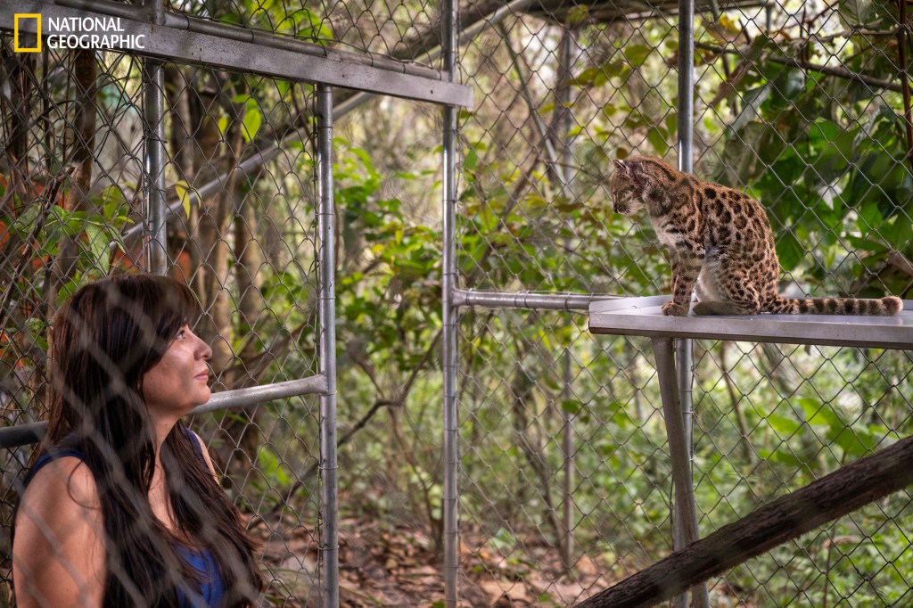 Nueva especie de gato silvestre