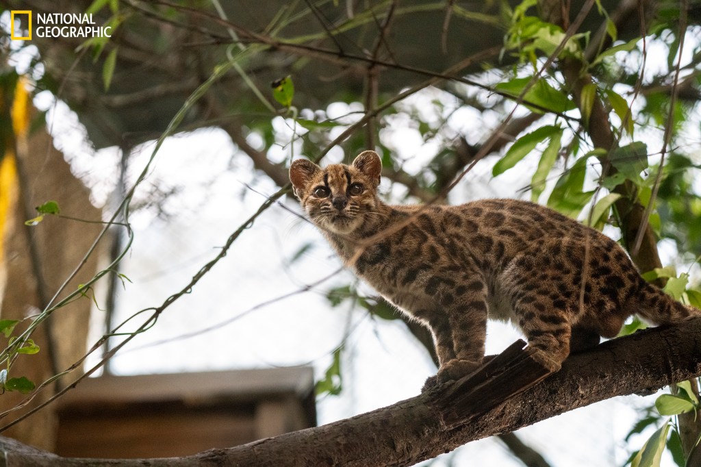 Leopardus tilcayo