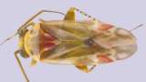 Swiftiephylus, el nuevo grupo de insectos que fue nombrado en honor a Taylor Swift