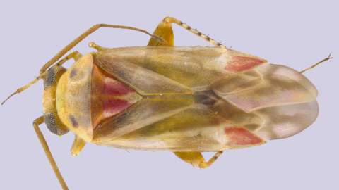 Swiftiephylus, el nuevo grupo de insectos que fue nombrado en honor a Taylor Swift
