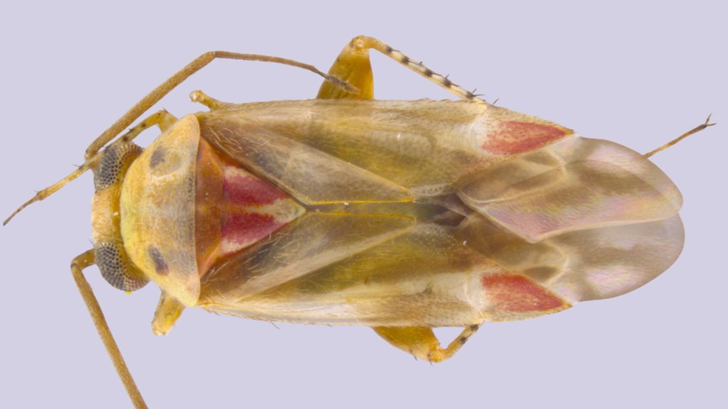 Swiftiephylus taylorae es una de las especies recién descritas y que reciben su nombre en honor a Taylor Swift.