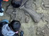 Los primeros humanos del sur de América "descuartizaban" animales hace 13.000 años