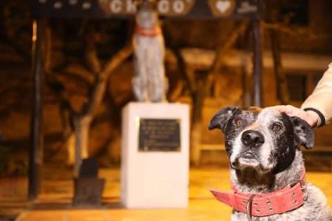 Chuco, el perro callejero más querido de una ciudad: tiene su propia canción y una estatua