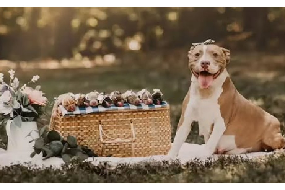 Adornada con flores y un lazo en su vientre, Mama Pickles esperó la llegada de sus cachorros tras ser acogida por el refugio Pits & Giggles Rescue.