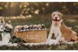 Perrita pitbull embarazada fue rescatada y enternece con su propia sesión de fotos