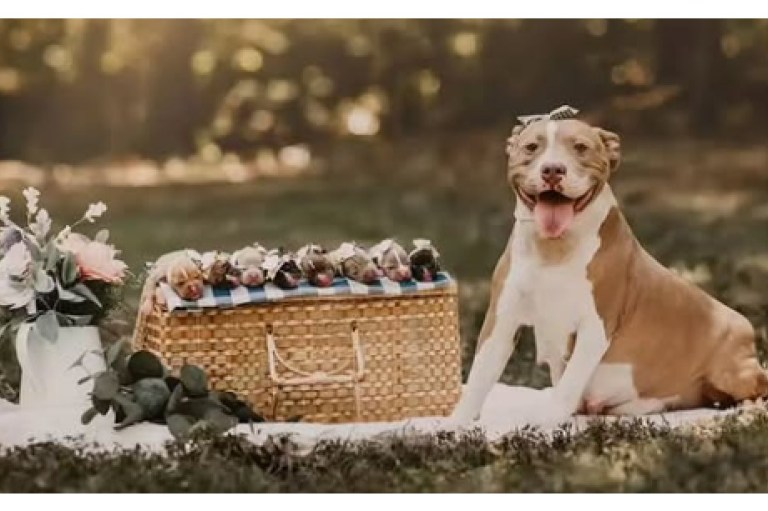 Perrita pitbull embarazada fue rescatada y enternece con su propia sesión de fotos