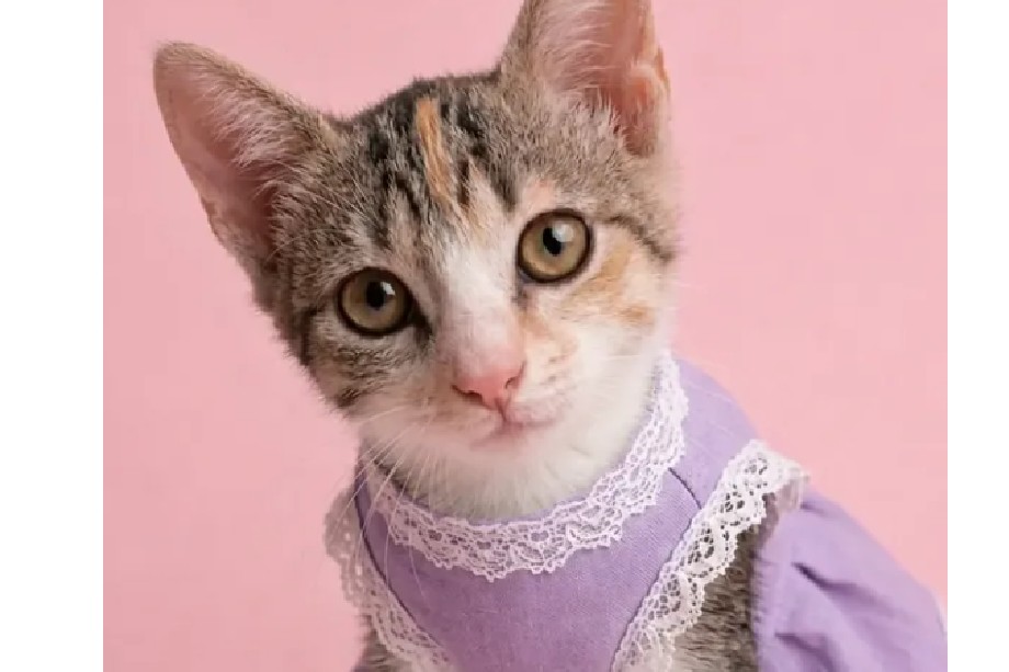 Nerea, la gatita de tres meses que busca un hogar antes de quedarse sin refugio