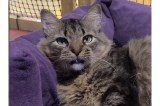 Gatitos rescatados en Medellín llevan meses esperando un hogar sin recibir solicitudes