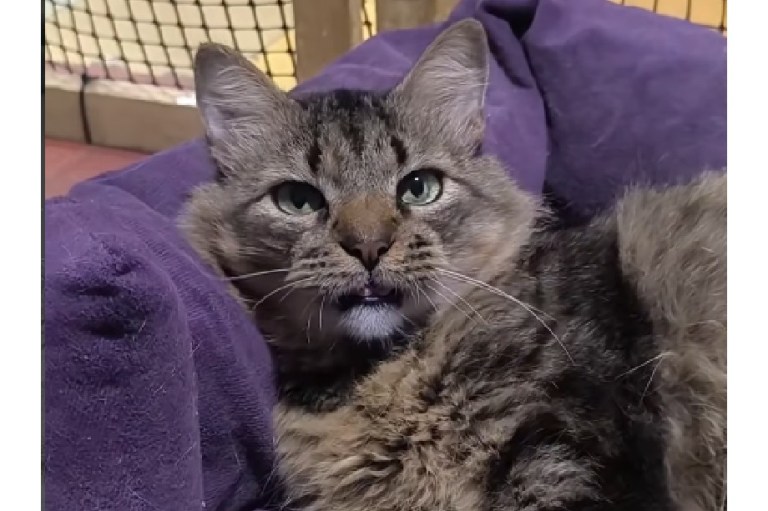 Gatitos rescatados en Medellín llevan meses esperando un hogar sin recibir solicitudes