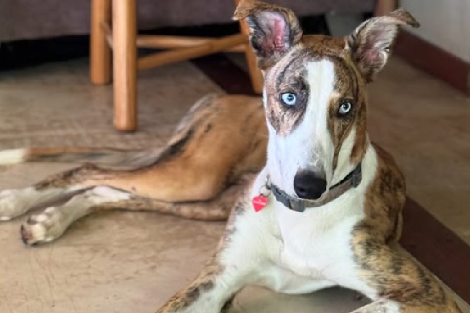 A sus 12 meses de edad, Blue ya atraviesa su tercer proceso de adopción tras ser devuelto por problemas de conducta.