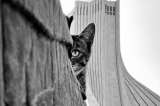 La colección de fotografías que retrata la vida de los gatos callejeros en Teherán