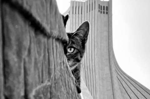 La colección de fotografías que retrata la vida de los gatos callejeros en Teherán