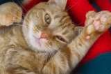 ¿Qué es un gato polidáctilo, por qué no es tan común y cómo reconocerlo?