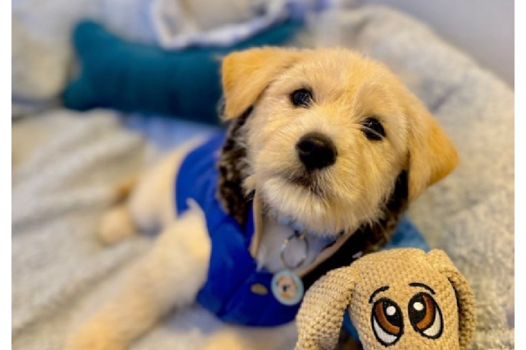 Bartolito estuvo al borde de la muerte por parvovirus, se recuperó y busca una familia
