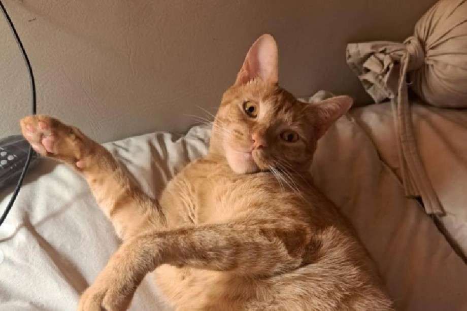 Zapallo tiene dos años, está listo para ser adoptado y busca un hogar responsable. Su historia recuerda que las mascotas son para toda la vida y no objetos descartables ante una mudanza.