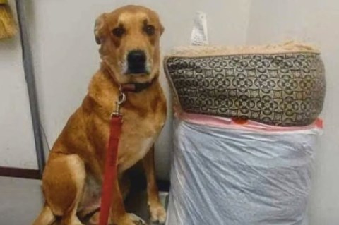 Wall-E fue devuelto al refugio junto con sus juguetes en dos bolsas de basura