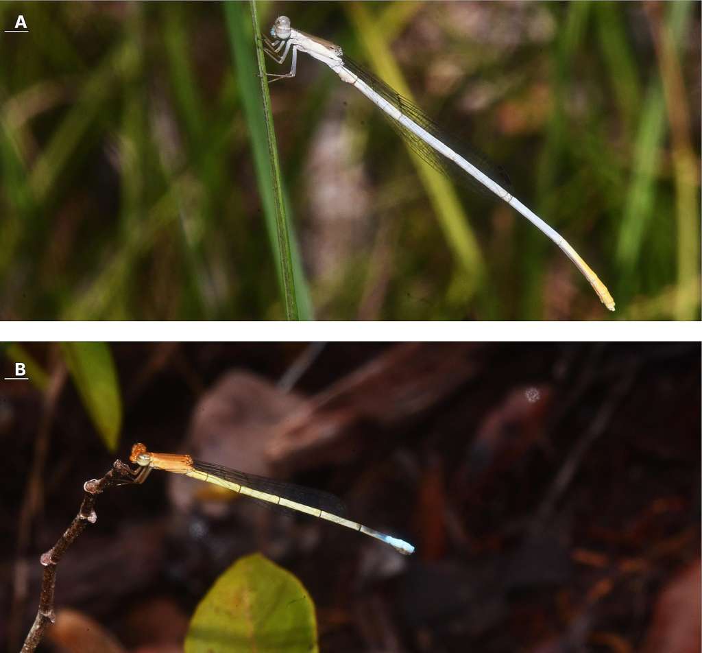 "Leucobasis puinave sp. nov.", la nueva especie descrita por científicas colombianas.