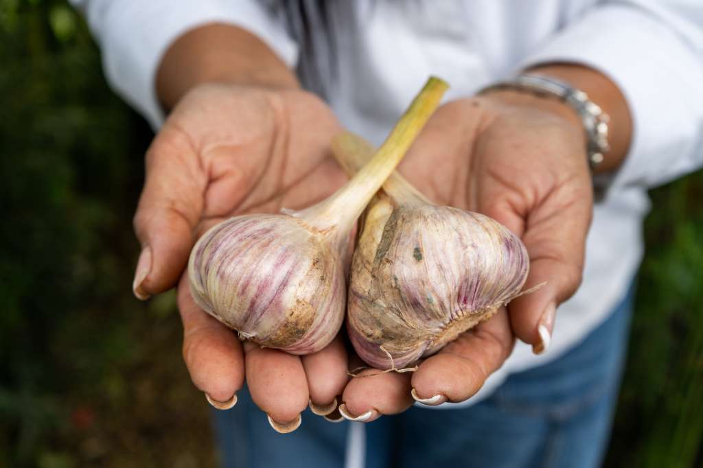 Ajo