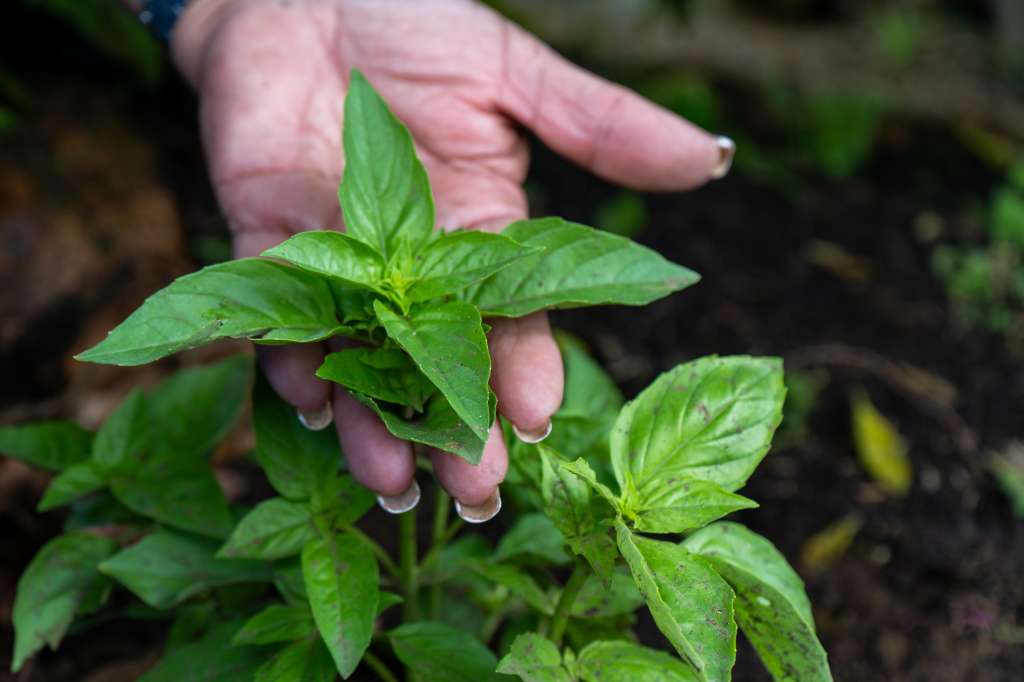 Albahaca