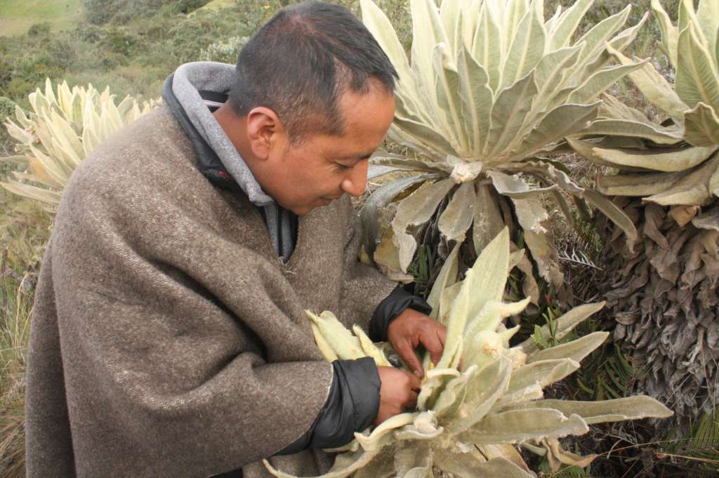 Andrés Chalparizan evaluando uno de los frailejones del páramo de Cumbal.