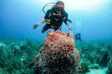 Belice, el caribe diferente que empieza a conquistar a los viajeros colombianos