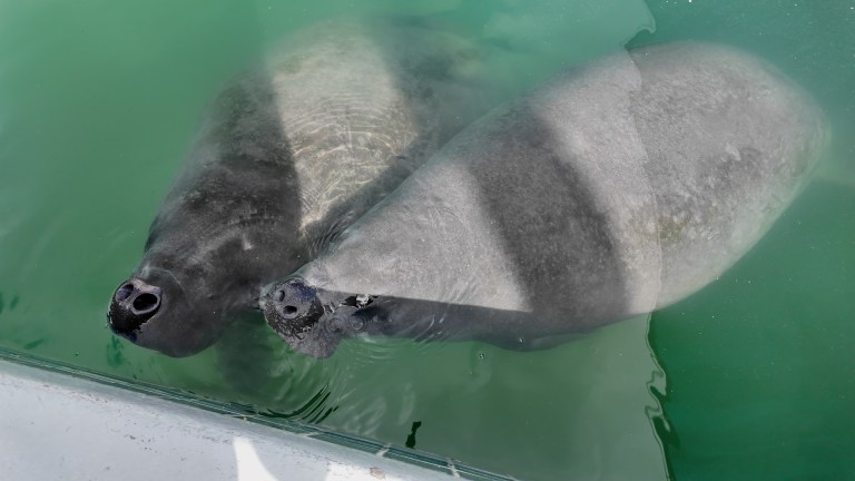 Centro de Conservación de Manatíes del Caribe: así protegen a esta especie en Puerto Rico