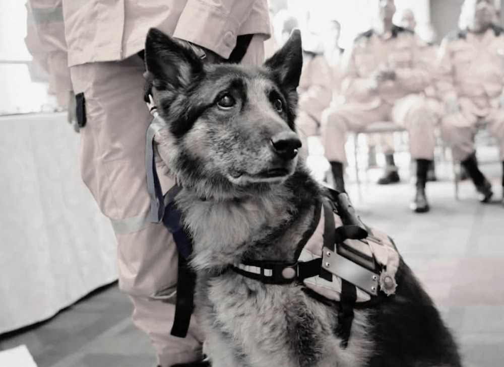 Defensa Civil despide a Maximus, héroe de cuatro patas que participó en varios rescates