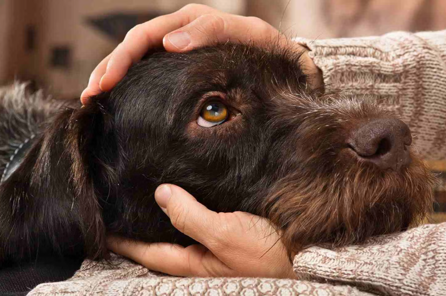 ¿Por qué los perros tienen hipo y cuándo debería preocuparse?