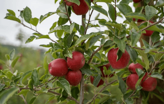 La Manzana de Alcobaça es un fruto del oeste de Portugal.