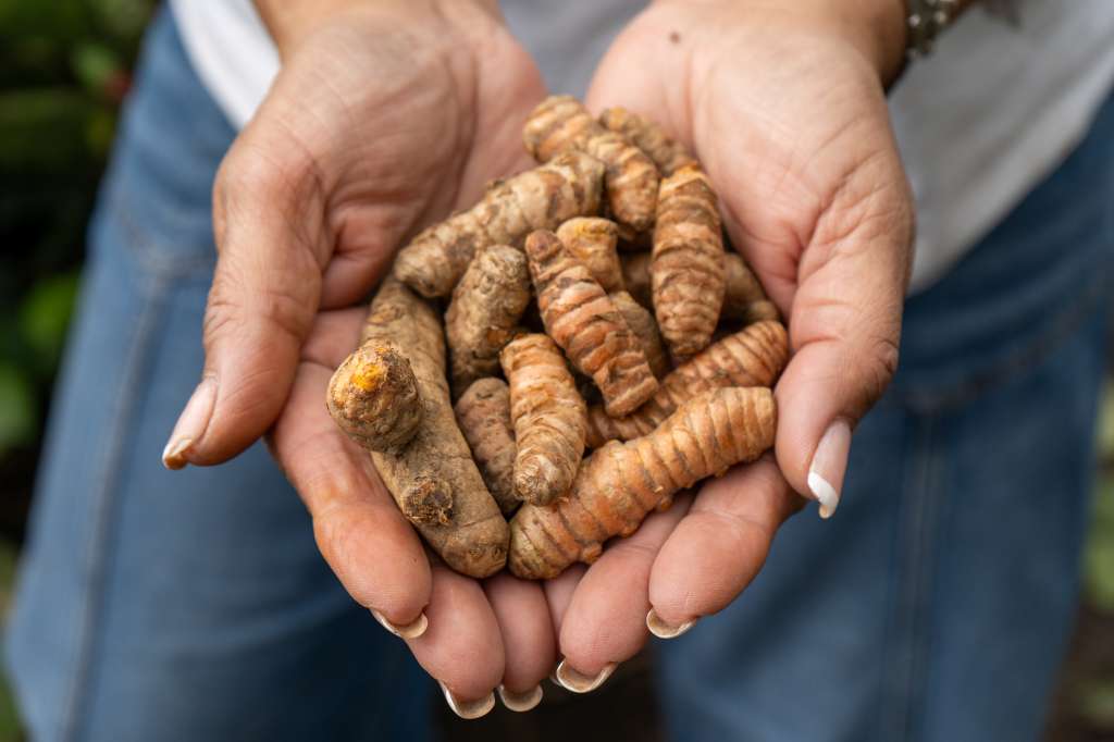 Cúrcuma