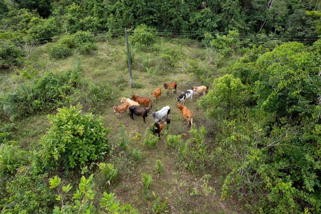 La pérdida acelerada de coberturas naturales —como bosques y humedales— es una de las razones por las que el río Orteguaza presenta un riesgo climático muy alto.