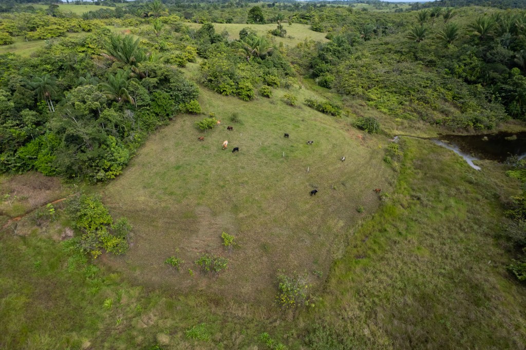 Caquetá, junto a Putumayo, fue de los primeros departamentos amazónicos en vivir la introducción de la ganadería, hacia el siglo XVIII