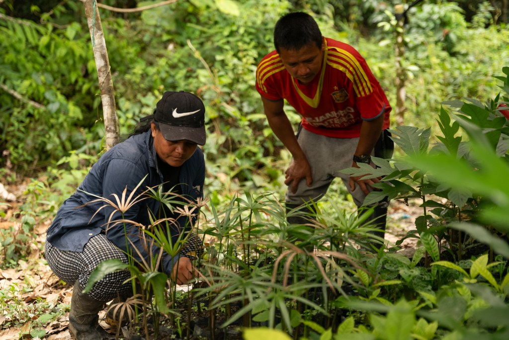 La comunidad ya cuenta con un vivero de más de 40.800 plántulas de especies nativas.