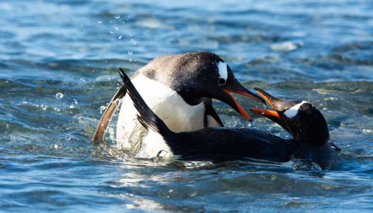 Los pingüinos papúa habitan en una región subantártica del hemisferio sur.